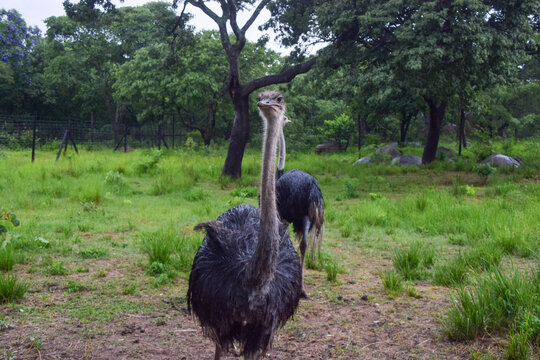 An ostrich in a nature reserve in Africa