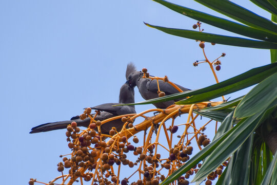 A grey go-away-bird, also known as a grey lourie, feeds his mate with palm tree berries in Africa