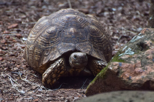 A leopard tortoise in Africa
