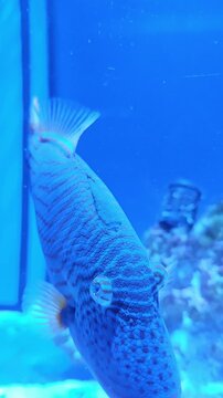 Tropical fish in aquarium​.Close-up of a vibrant Red-lined Triggerfish (Balistapus undulatus) swimming in a deep blue marine aquarium, showcasing its unique patterns and colorful fins.