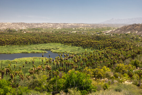 Lush Santiago Oasis Surrounded by Palm Trees in Baja California Sur, Mexico