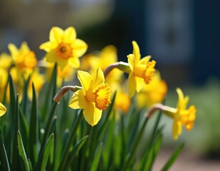 Obraz premium Bright yellow daffodils bloom in a garden on a sunny spring day. Close-up shot shows green leaves and flower heads unfurling. Natural outdoor scene, perfect for seasonal themes.