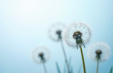 Macro shot of dandelion seed heads against a soft blue sky. Delicate white fluff detaches and floats on light wind, representing wishes and new beginnings.