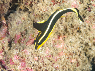 コロダイ, イサキ科,
Painted Sweetlips, Diagramma pictum,
幼魚yg, 他。
ヒリゾ浜南伊豆町中木
静岡県伊豆半島-2025
日本有数のシュノーケリングスポット。
夏の数カ月間だけ渡し船で行ける。
水質透明度魚影が素晴らしい。
