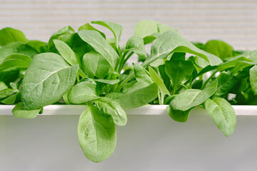 Fototapeta premium Closeup of young petunia seedlings growing densely in a white planter box.