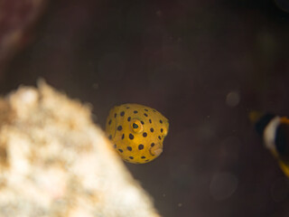 ミナミハコフグ, ハコフグ科, Yellow Boxfish, Ostracion cubicus, ハコフグ, ハコフグ科, Boxfish, Ostracion immaculatus, 幼魚yg ,  他。 ヒリゾ浜南伊豆町中木 静岡県伊豆半島-2025 日本有数のシュノーケリングスポット。 夏の数カ月間だけ渡し船で行ける。 水質透明度魚影が素晴らしい。  © d3_plus