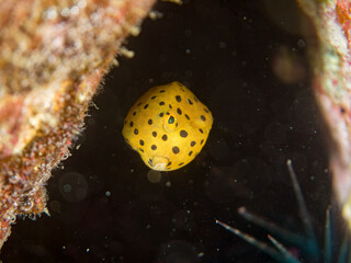 ミナミハコフグ, ハコフグ科, Yellow Boxfish, Ostracion cubicus, ハコフグ, ハコフグ科, Boxfish, Ostracion immaculatus, 幼魚yg ,  他。 ヒリゾ浜南伊豆町中木 静岡県伊豆半島-2025 日本有数のシュノーケリングスポット。 夏の数カ月間だけ渡し船で行ける。 水質透明度魚影が素晴らしい。  © d3_plus