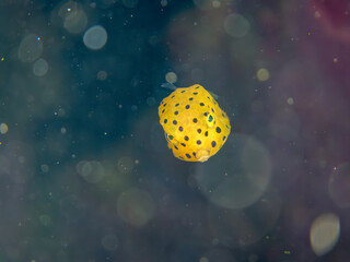 ミナミハコフグ, ハコフグ科, Yellow Boxfish, Ostracion cubicus, ハコフグ, ハコフグ科, Boxfish, Ostracion immaculatus, 幼魚yg ,  他。 ヒリゾ浜南伊豆町中木 静岡県伊豆半島-2025 日本有数のシュノーケリングスポット。 夏の数カ月間だけ渡し船で行ける。 水質透明度魚影が素晴らしい。  © d3_plus