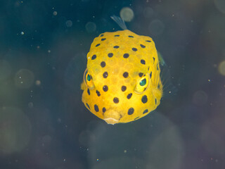 ミナミハコフグ, ハコフグ科, Yellow Boxfish, Ostracion cubicus, ハコフグ, ハコフグ科, Boxfish, Ostracion immaculatus, 幼魚yg ,  他。 ヒリゾ浜南伊豆町中木 静岡県伊豆半島-2025 日本有数のシュノーケリングスポット。 夏の数カ月間だけ渡し船で行ける。 水質透明度魚影が素晴らしい。  © d3_plus