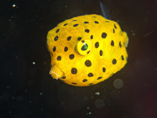 ミナミハコフグ, ハコフグ科, Yellow Boxfish, Ostracion cubicus, ハコフグ, ハコフグ科, Boxfish, Ostracion immaculatus, 幼魚yg ,  他。 ヒリゾ浜南伊豆町中木 静岡県伊豆半島-2025 日本有数のシュノーケリングスポット。 夏の数カ月間だけ渡し船で行ける。 水質透明度魚影が素晴らしい。  © d3_plus