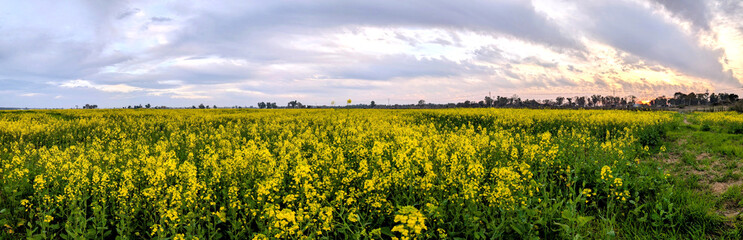 Obraz premium Panoramic view of blooming mustard crops in the fertile rural plains.