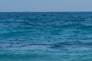 鰡 ぼら ボラ 汽水域 魚 釣り