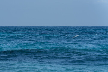 Obraz premium 鰡 ぼら ボラ 汽水域 魚 釣り