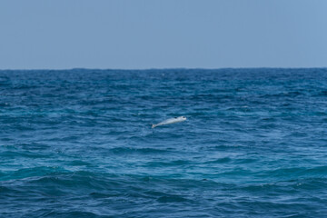 鰡 ぼら ボラ 汽水域 魚 釣り