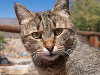 Fototapeta premium Domestic cat with striking eyes and whiskers, looking at camera, reflecting animal welfare, pet adoption, and feline companion concepts