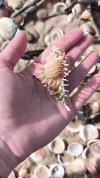 Girl is holding in a hand a gorgeous sea shell, vertical screen	
