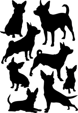 chihuahua.eps