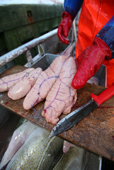 Fisherman cuts cod liver from the fresh catch