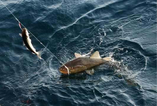 Cod fishing using longlines in Lofoten, Norway