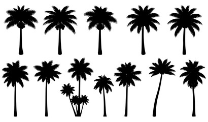 Naklejka premium Palm tree silhouette vector collection with fruit bearing coconut palms and tropical botanical tree shapes isolated on white background