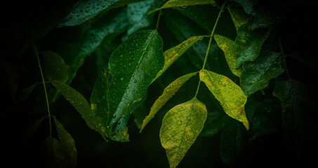 green leaf background blur 