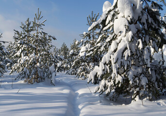 Spruce trees covered with fresh snow in the winter forest.