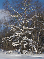 Winter forest, trees covered with fresh snow after snow falling.