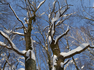 Winter forest, trees covered with fresh snow after snow falling.