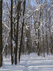 Winter forest, trees covered with fresh snow after snow falling.