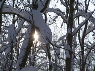 Winter forest, trees covered with fresh snow after snow falling.
