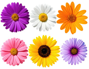 Six vibrant, colorful daisy-like flower heads, each with a bright, sunny center