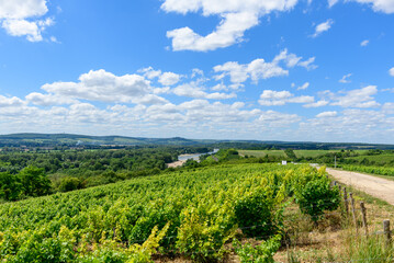 Naklejka premium Vibrant green vineyard rows stretch across rolling hills with a river winding through the lush valley below in Pouilly sur Loire. The landscape is sunlit and framed by a sky filled with scattered