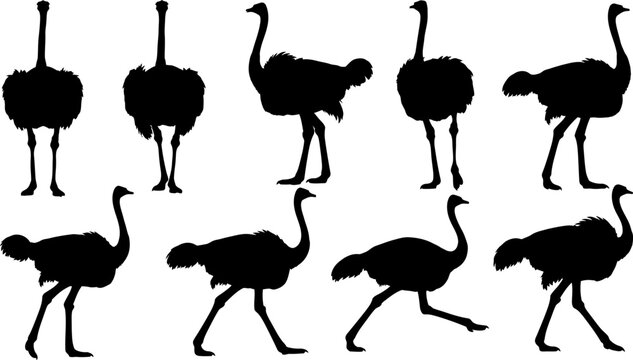 Collection of ostrich silhouette in various positions
