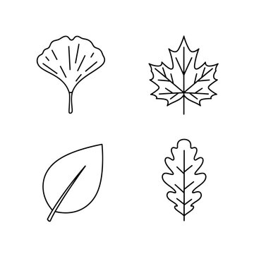 Collection of various leaf shapes.
