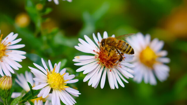 bees, abeille