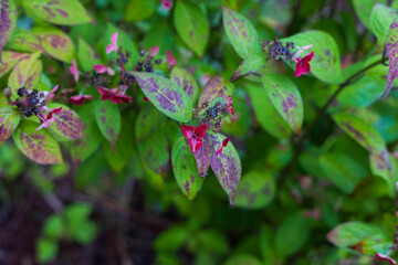 日本の風景・夏　岩手県一関市　雨のみちのくあじさい園　クレナイ