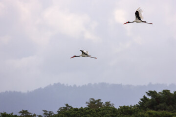 Pair of saddle-billed storks (Ephippiorhynchus senegalensis) flying over an African wetland.