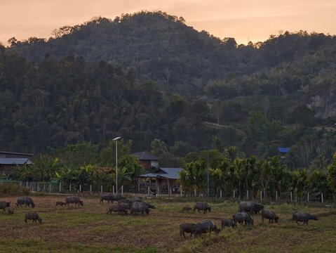 Buffalo grazing in a rural field with village houses and green mountains in the background during soft morning or evening light. Peaceful countryside landscape showing traditional farming life in Sout