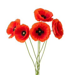 Obraz premium Bright red poppies with green stems in full bloom isolated on a transparent background