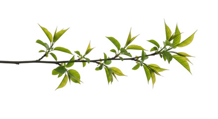 Obraz premium Fresh green leafy branch with small pointed leaves isolated on a transparent background