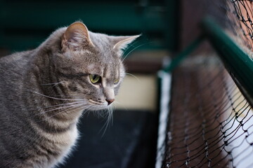 a cat looking from the balcony with a protective net to prevent falls