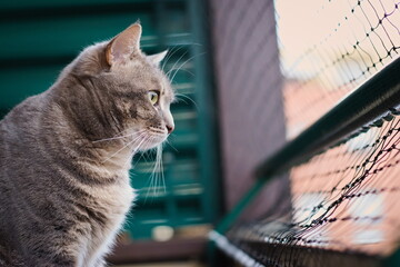 a cat looking from the balcony with a protective net to prevent falls