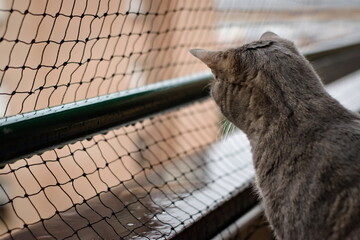 a cat looking from the balcony with a protective net to prevent falls
