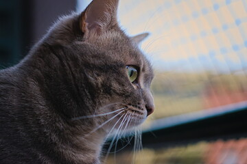 a cat looking from the balcony with a protective net to prevent falls