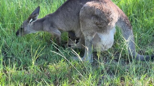 Close-up zoom on the head of a young kangaroo hidden inside its mother&rsquo;s ventral pouch, peeking out calmly during a quiet moment. Filmed at Agnes Water, Queensland, Australia.