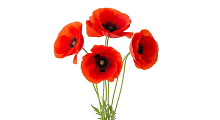 Naklejka premium Bright red poppies with green stems and leaves isolated on a transparent background