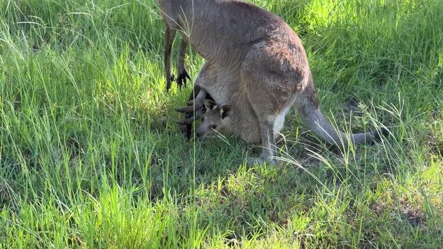 A young kangaroo hides safely inside its mother&rsquo;s ventral pouch, only partially visible as she stands alert. Tender maternal behavior filmed at Agnes Water, Queensland, Australia.