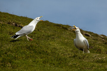 White seagulls scream in the wild mountains of Snowdonia