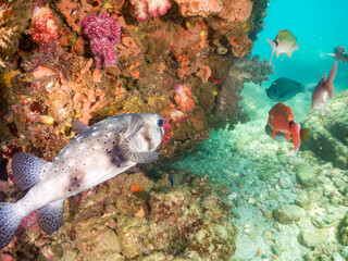 ホウライヒメジ, ヒメジ科,
Whitesaddle goatfish, Parupeneus ciliatus, 
イシガキフグ, ハリセンボン科,
Pacific Burrfish, Chilomycterus reticulatus,
他。
ヒリゾ浜南伊豆町中木
静岡県伊豆半島-2025
日本有数のシュノーケリングスポット。
夏の数カ月間だけ渡し船で行ける。
水質透明度魚影が素晴らしい。
