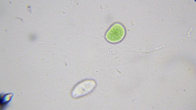 Round cyanobacterium with a nearby protozoan and rod-shaped bacteria under 2000x brightfield microscopy using immersion oil. 4K scientific microscopy footage.